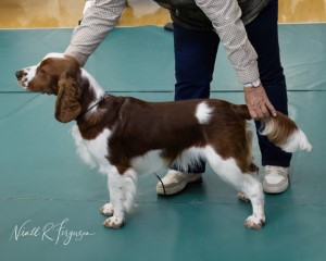 Minor Puppy Dog & Puppy Dog